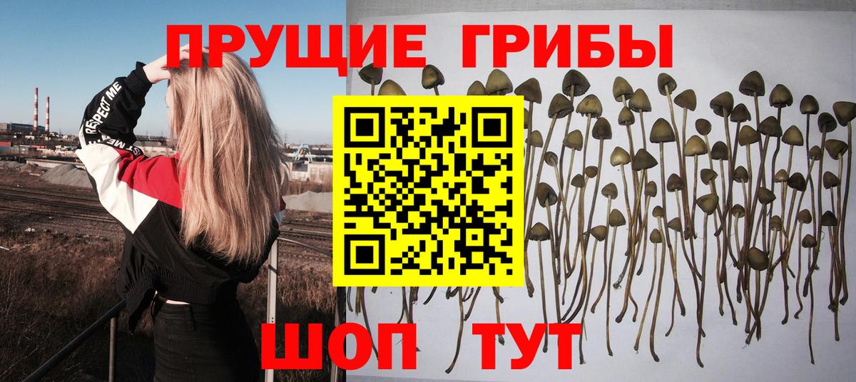 Псилоцибиновые грибы ЛСД  Псилоцибиновые грибы мицелий  Вход с VPN  как найти наркотики  Сегежа 